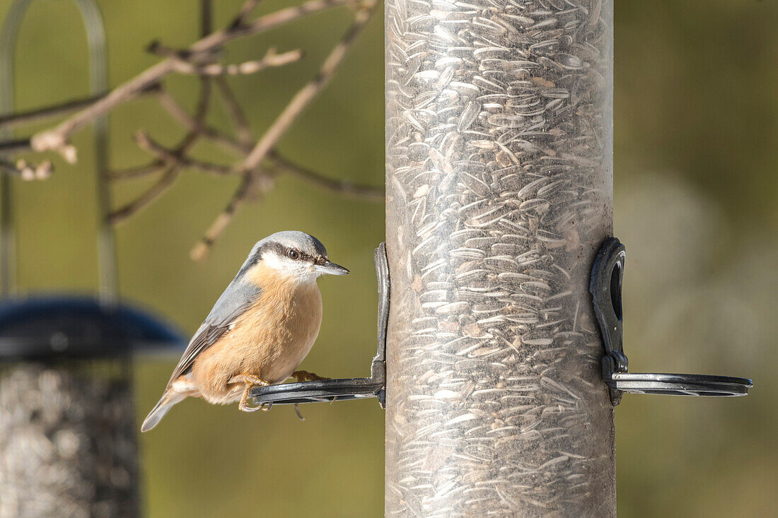 Germany, Bavaria, Alps, Oberallgaeu, Oberstdorf, songbirds, nuthatch on a bird feeder, birdseed, feeding birds, winter feeding