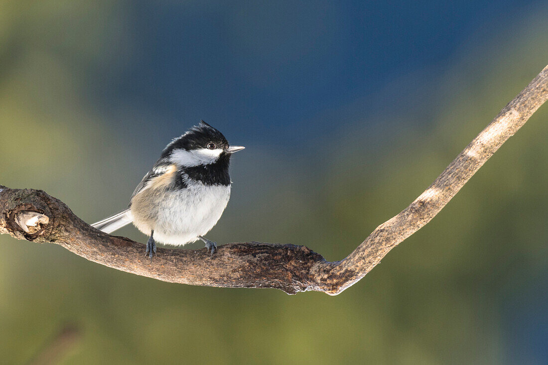 Germany, Bavaria, Alps, Oberallgäu, Oberstdorf, Songbirds, Great Tit searching for Food, Birdseed, Feeding Birds, Winter Feeding