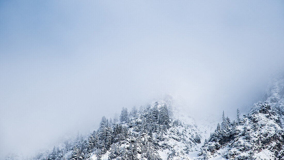 Germany, Bavaria, Alps, Oberallgaeu, Oberstdorf, Winter landscape, Winter holidays, Summit, Snow, Mountains, Coniferous forest in fog