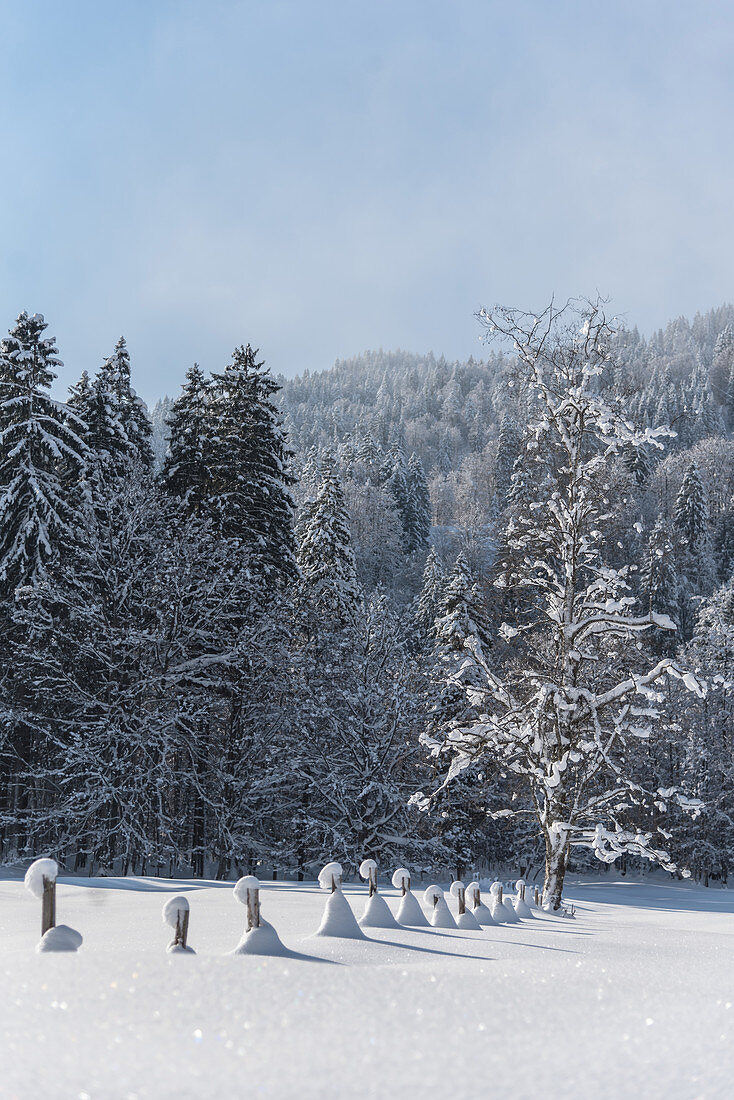 Germany, Bavaria, Alps, Oberallgaeu, Oberstdorf, Stillachtal, winter landscape, pasture fence, winter holidays, snow, mountains, coniferous forest and fence covered with snow