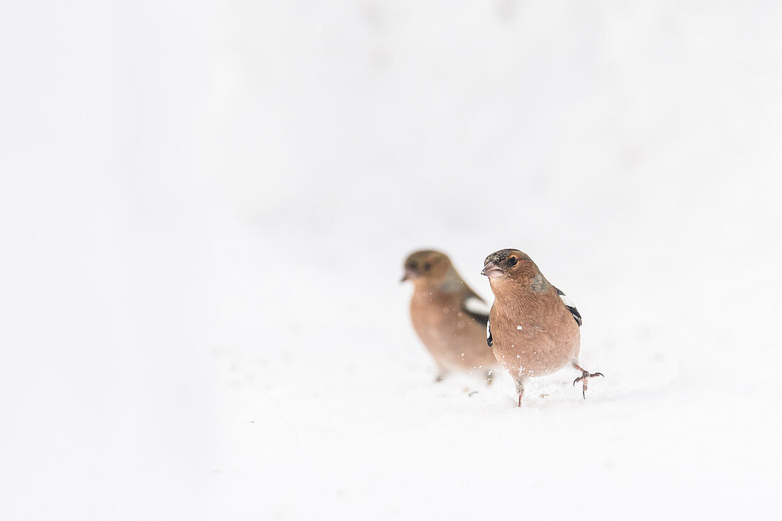 Deutschland, Bayern, Alpen, Oberallgäu, Oberstdorf, Bergfinken im Schnee, Singvögel, Vogel, Finken, Schneesturm, Winterfütterung