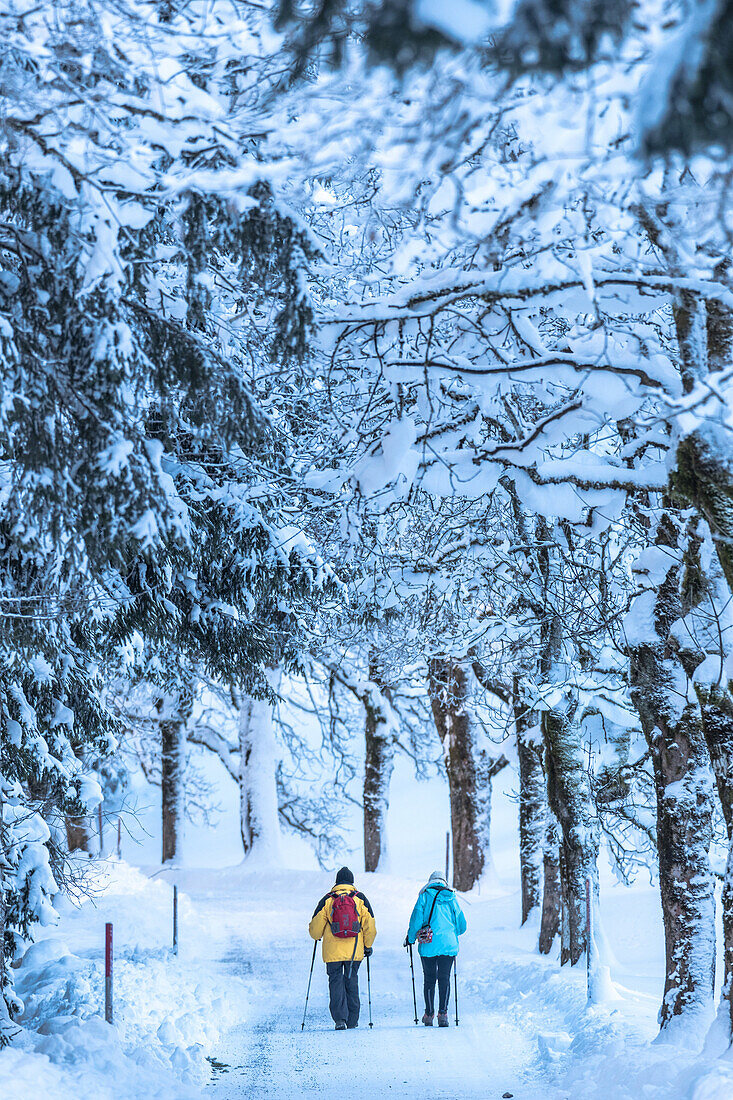 Germany, Bavaria, Alps, Oberallgaeu, Oberstdorf, Oytal, winter landscape, winter holidays, avenue of trees in Winter, people hiking, hiker, winter hiking trail
