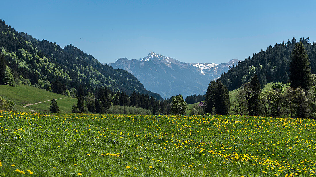 Germany, Bavaria, Alps, Oberallgaeu, Oberstdorf, Summer landscape, Summer holidays, Mountain panorama and flower meadow, Biodiversity
