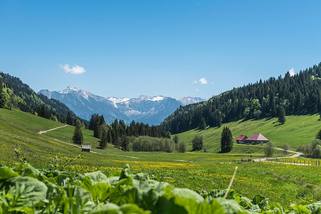 Germany, Bavaria, Alps, Oberallgaeu, Oberstdorf, Summer landscape, Summer holidays, Flower meadow, Flowers, Biodiversity, Hiking, Mountains