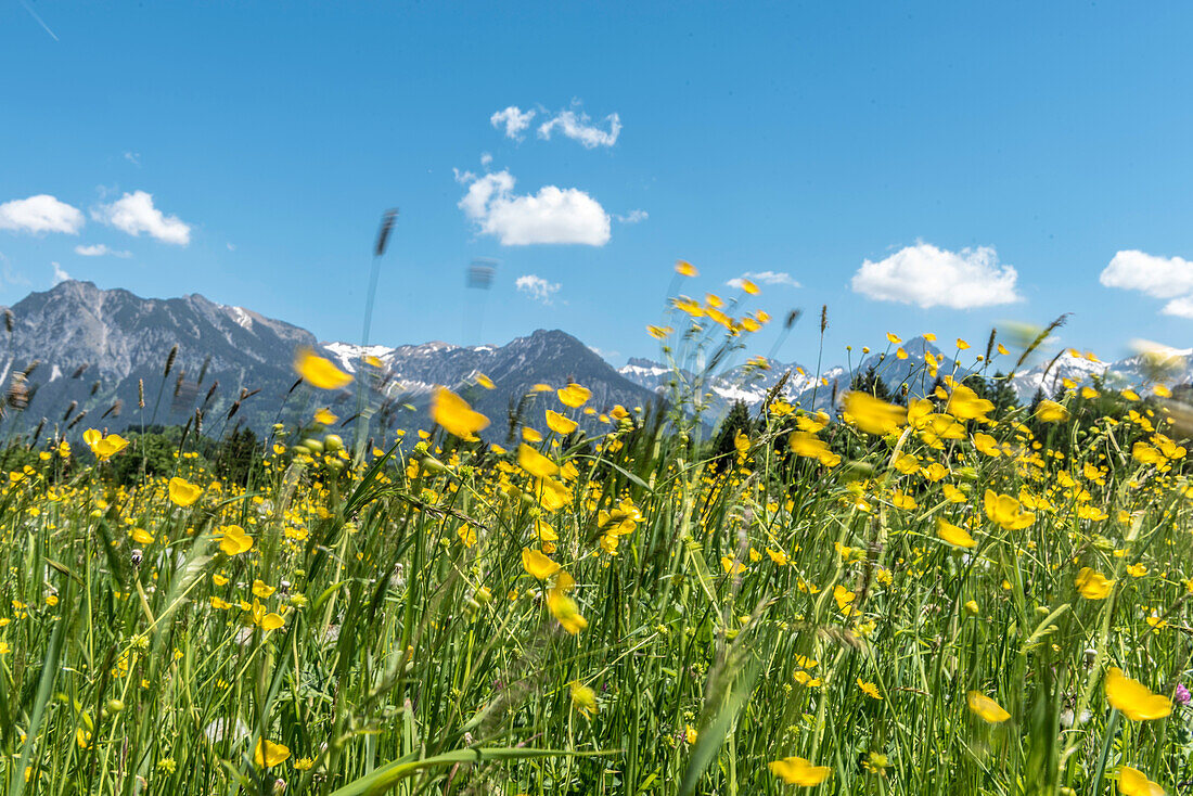 Germany, Bavaria, Alps, Oberallgaeu, Oberstdorf, Summer landscape, Summer holidays, Flower meadow, Flowers, Biodiversity, Hiking, Mountains