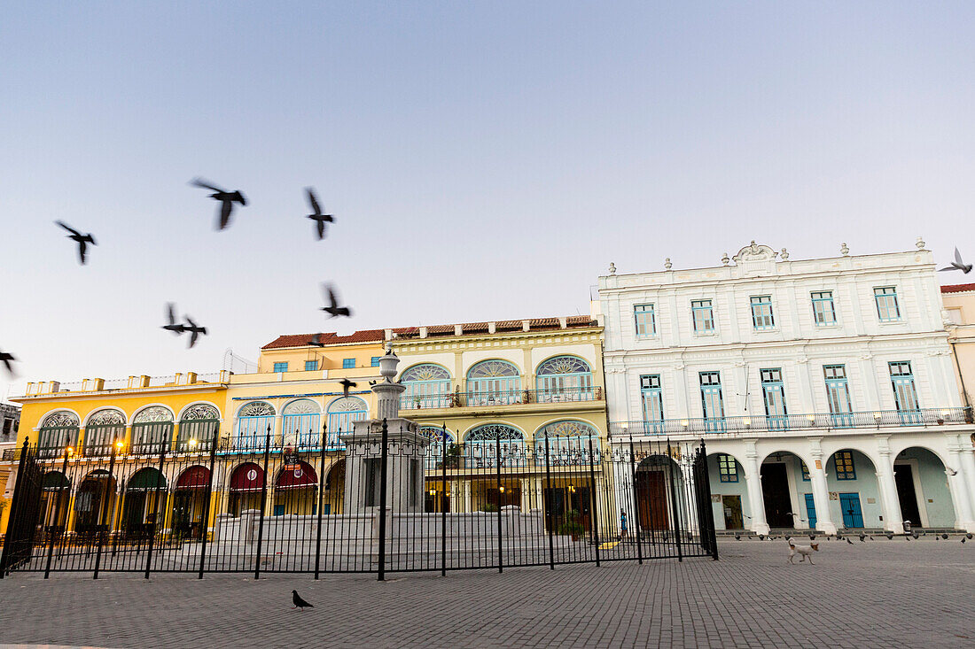 birds on Plaza Vieja in the early morning, doves, historic town, center, old town, Habana Vieja,  family travel to Cuba, holiday, time-out, adventure, Havana, Cuba, Caribbean island