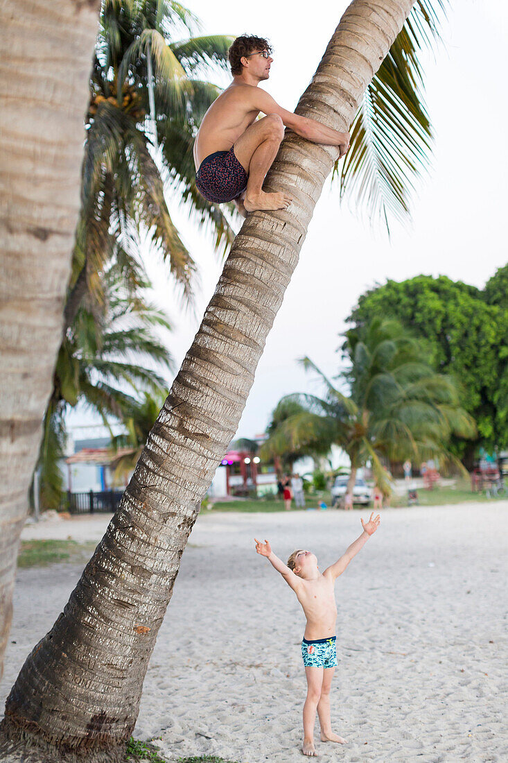 Man climbing a palm tree, coconut tree, beach of Playa Larga, family travel to Cuba, parental leave, holiday, time-out, adventure, MR, Playa Larga, bay of pigs, Cuba, Caribbean island