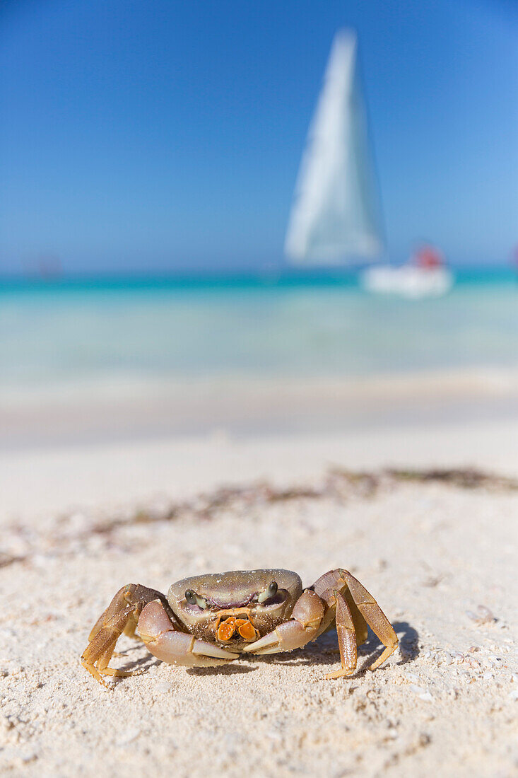 Krabbe am Strand von Cayo Coco, … – Bild kaufen – 71193479 lookphotos