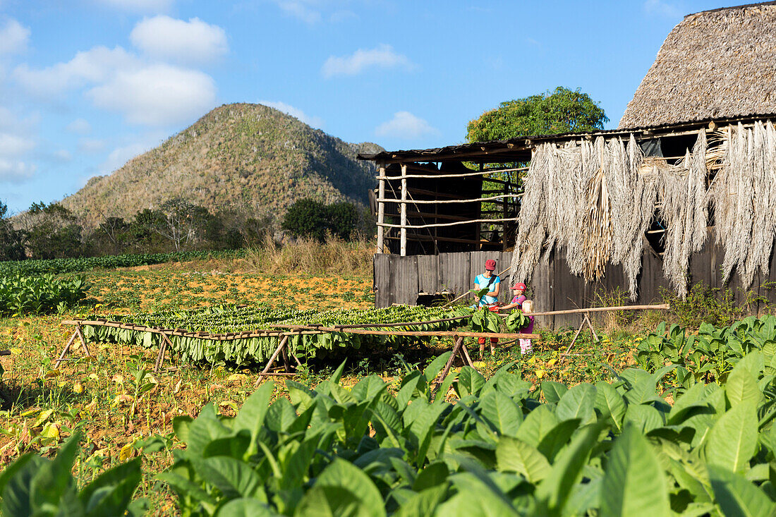 Mogotes and tobacco fields in Vinales, climbing region, loneliness, beautiful nature, family travel to Cuba, parental leave, holiday, time-out, adventure, National Park Vinales, Vinales, Pinar del Rio, Cuba, Caribbean island