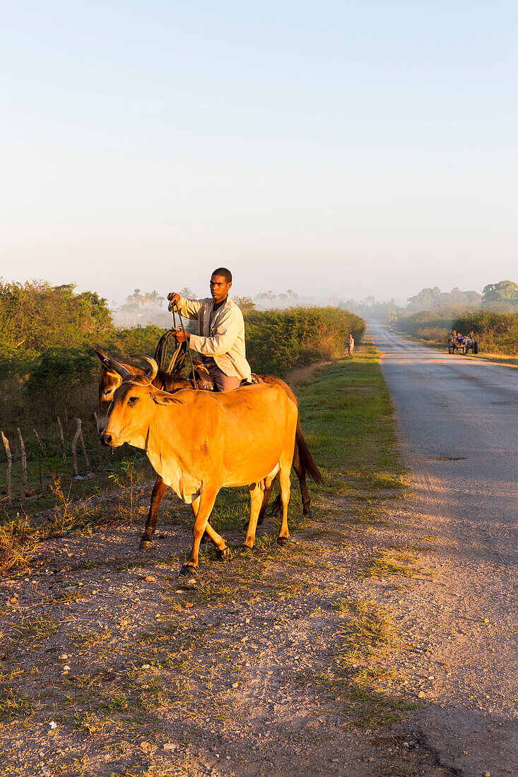 cattle herder with cow, bringing fresh milk, access road to Cayo Jutias, loneliness, family travel to Cuba, parental leave, holiday, time-out, adventure, Cayo Jutias, near Santa Lucia and Vinales, Pinar del Rio, Cuba, Caribbean island