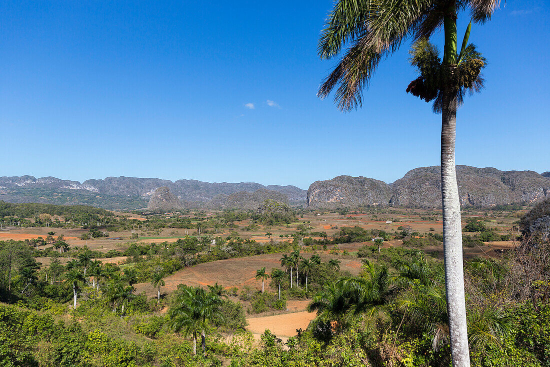 Mogotes and tobacco fields in Vinales, climbing region, lonliness, beautiful nature, family travel to Cuba, parental leave, holiday, time-out, adventure, National Park Vinales, Vinales, Pinar del Rio, Cuba, Caribbean island