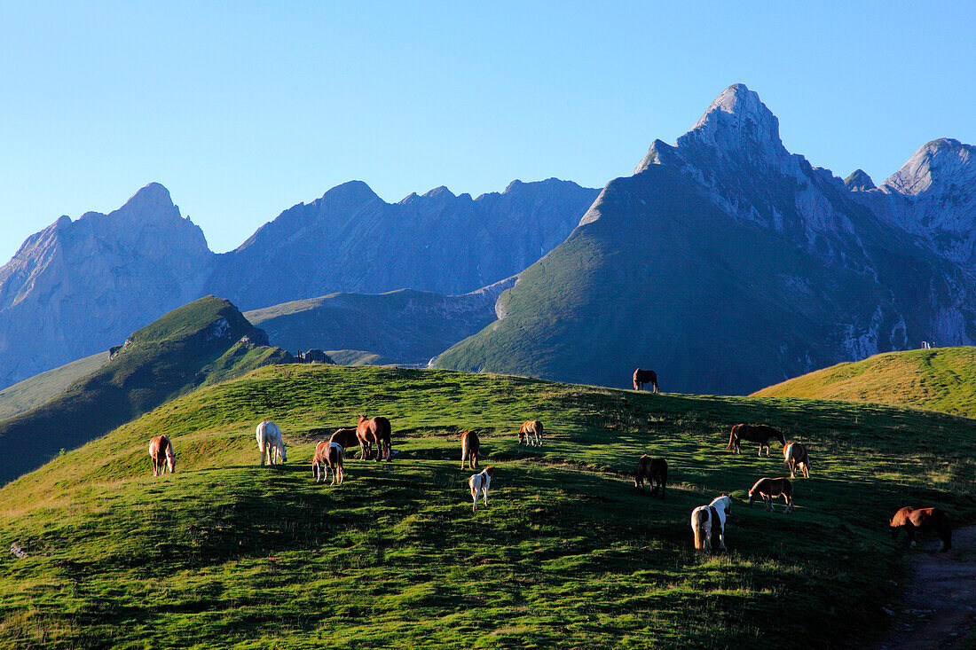 France, Nouvelle Aquitaine, Pyrenees Atlantiques department (64), Bearn country, Ossau valley, Aubisque pass