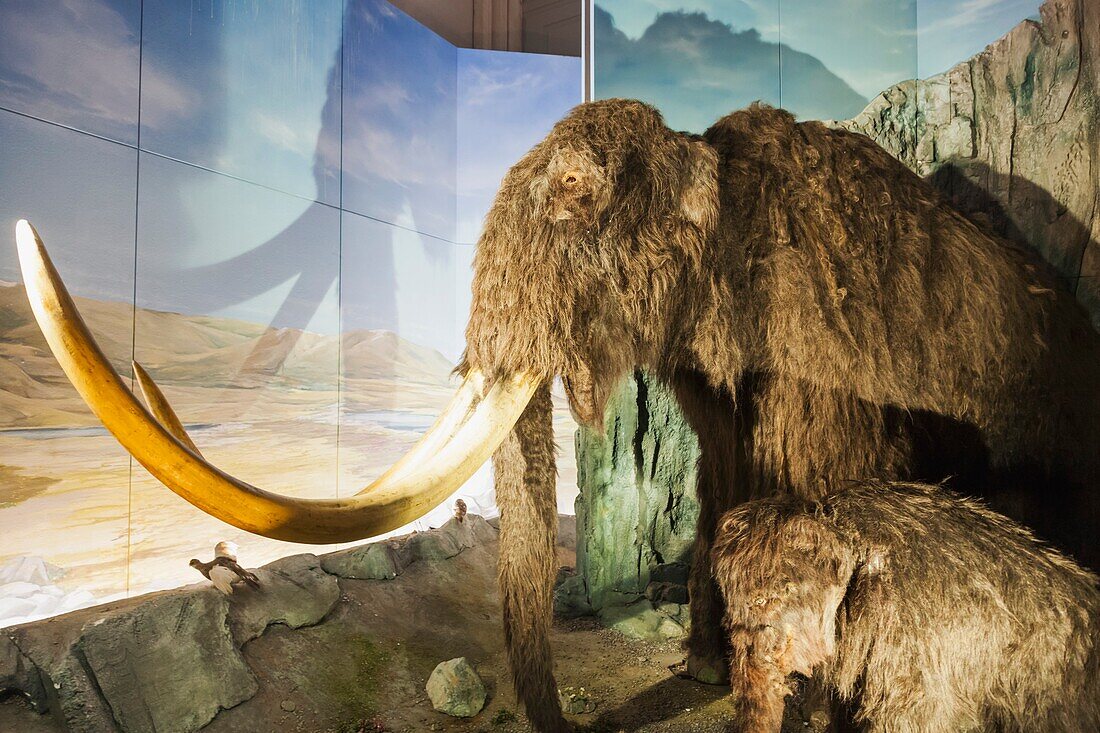 Wales, Cardiff, National Museum Cardiff, Woolly Mammoth