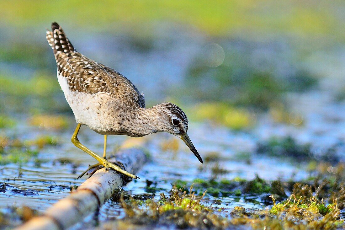 Wood Sandpiper - Tringa glareola, Crete