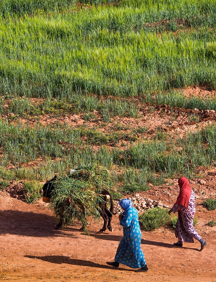 Morocco, women working in the fields at the Kasbah of Aït Ben Haddou