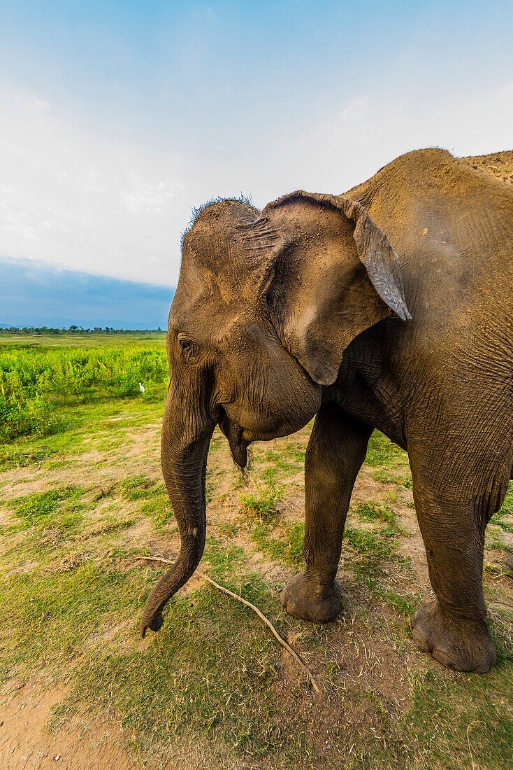 Elephants, Udawalawe National Park, Sri Lanka, Udawalawe is an important habitat for water birds and Sri Lankan elephants