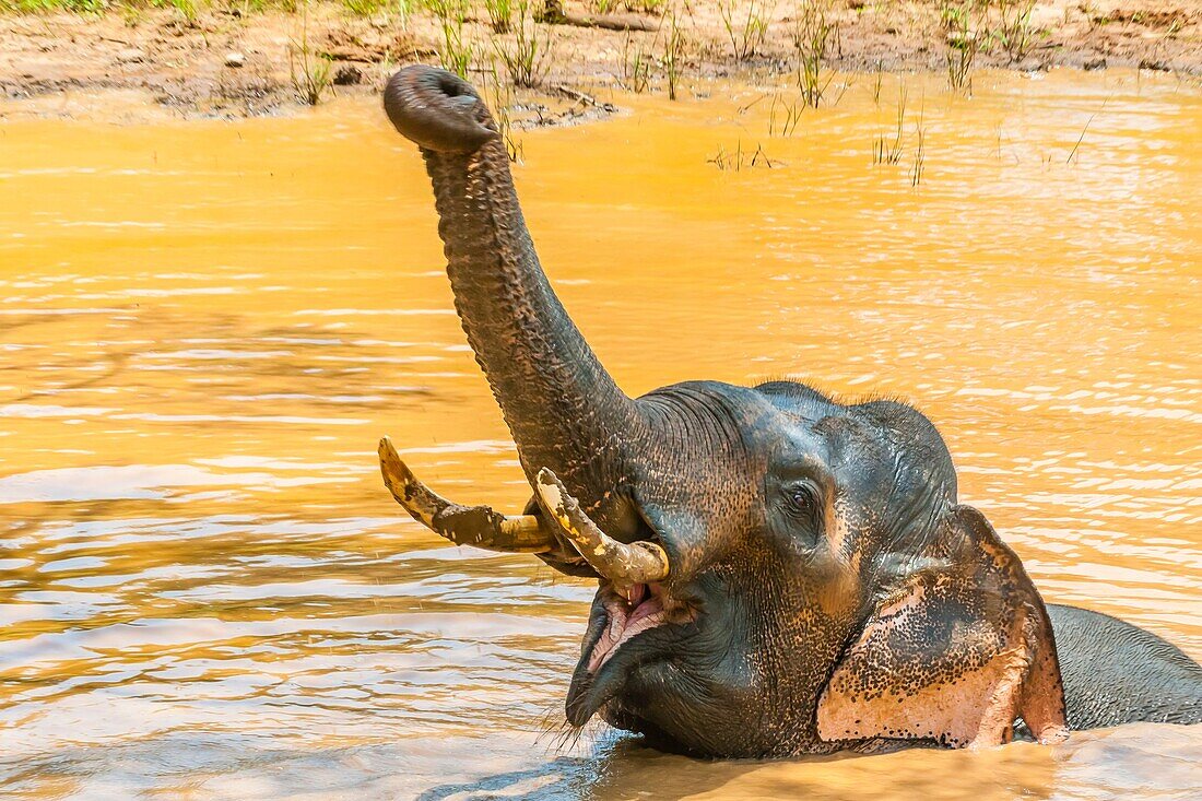 Tusked elephant taking a bath, Yala National Park, Southern Province, Sri Lanka