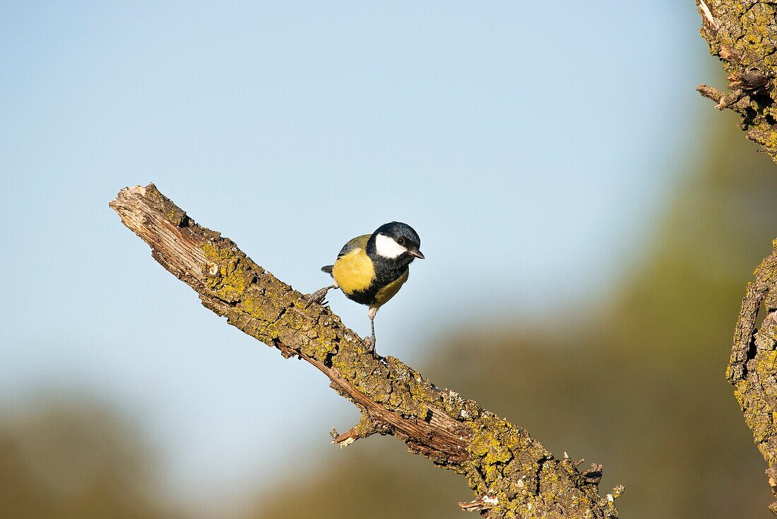 Great tit (Parus major), Sierra de Guadarrama, Madrid province, Spain