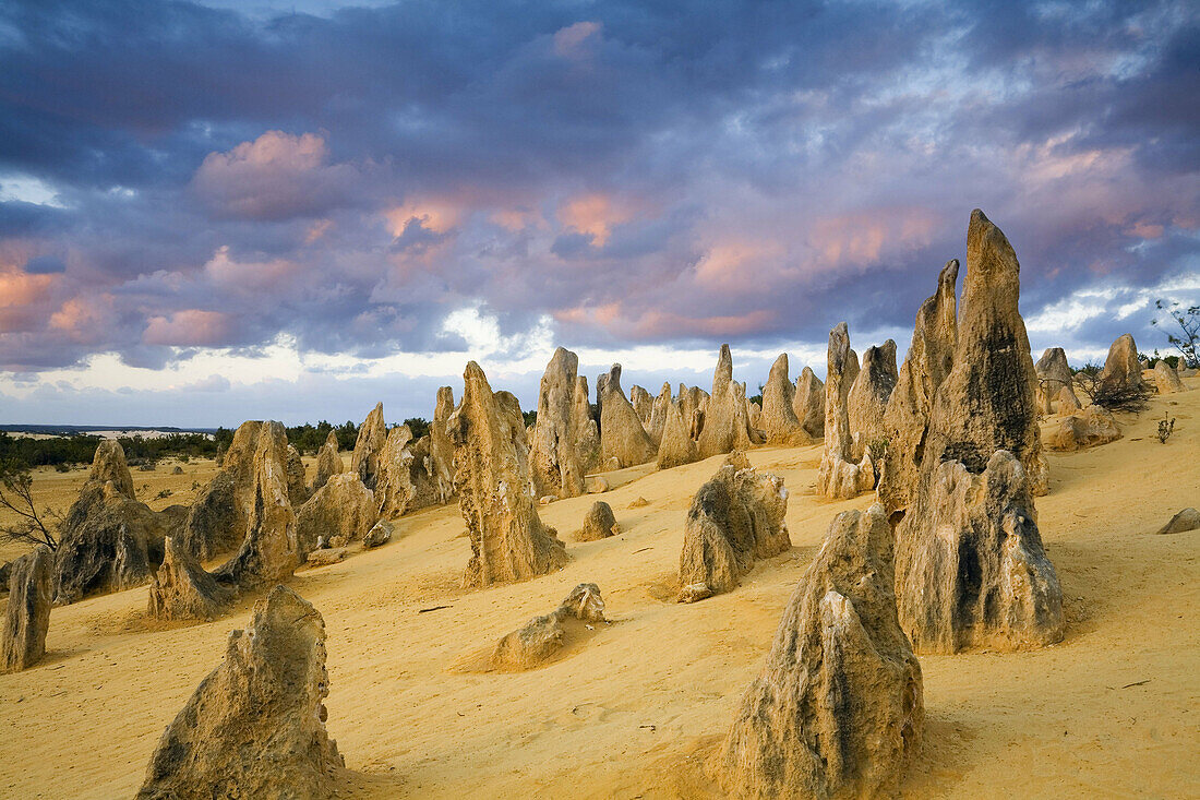 Sunset in the Pinnacles Desert of Nambung National Park Cervantes, Western Australia, Australia