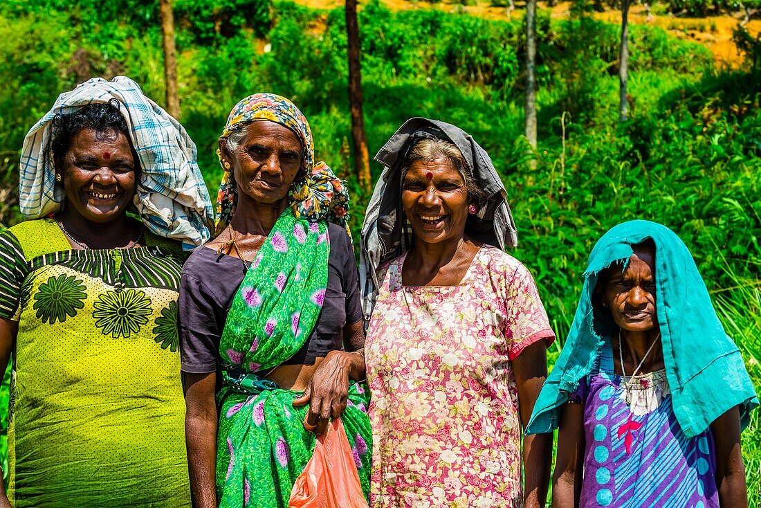 Women picking tea, Pussellawa, Central Province, Sri Lanka
