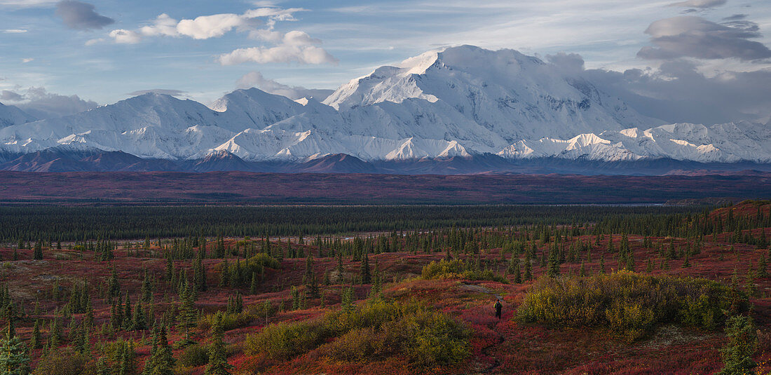 Lone hiker walks into the tundra leading to Mount Denali Mount McKinley, Alaska, United States of America, North America