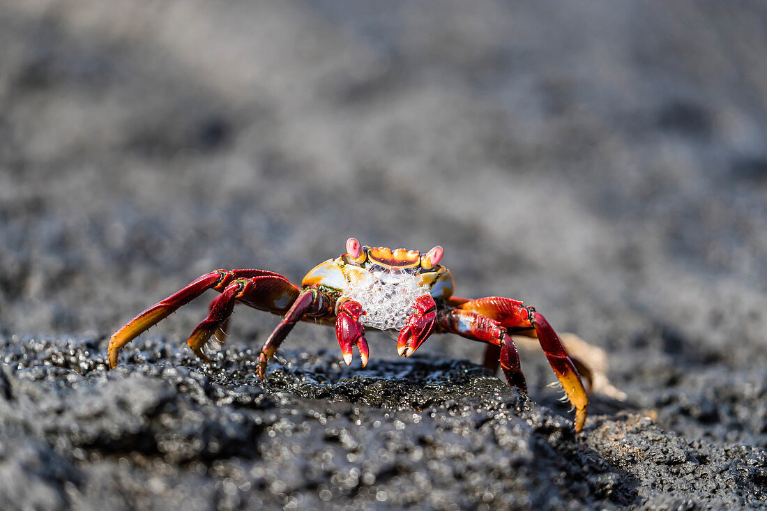 Adult Sally lightfoot crab Grapsus grapsus preparing to molt on Fernandina Island, Galapagos, UNESCO World Heritage Site, Ecuador, South America