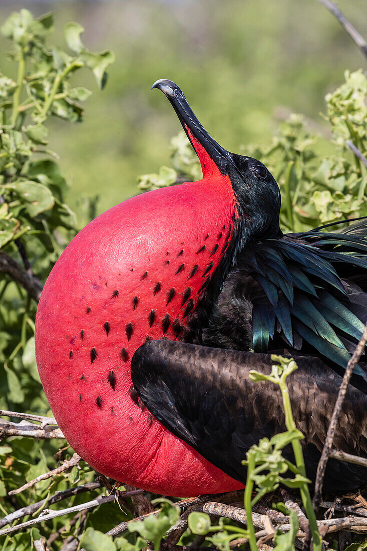 Adult male great frigatebird (Fregata minor), courtship display. Genovesa Island, Galapagos, UNESCO World Heritage Site, Ecuador, South America