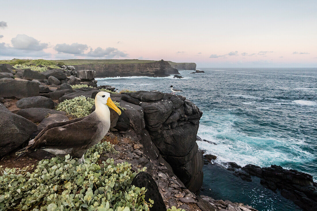 Adult waved albatross (Phoebastria irrorata), on Punta Suarez, Isla Espanola, Galapagos, UNESCO World Heritage Site, Ecuador, South America