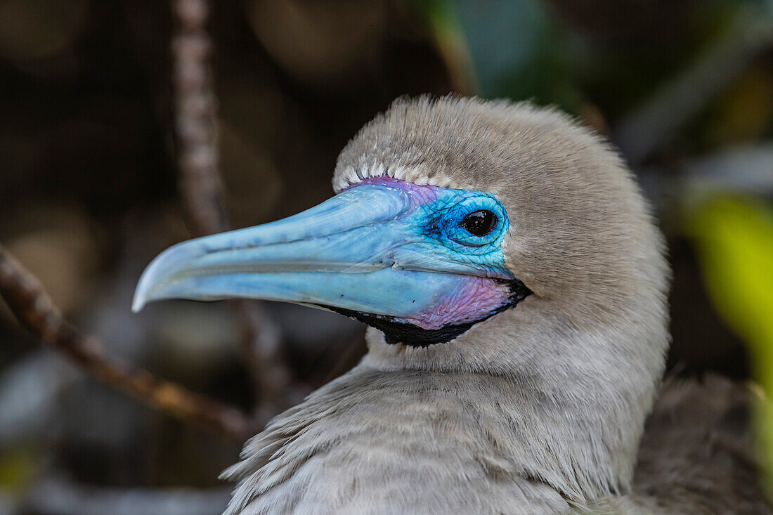 Adult red-footed booby (Sula sula), on Genovesa Island, Galapagos, UNESCO World Heritage Site, Ecuador, South America