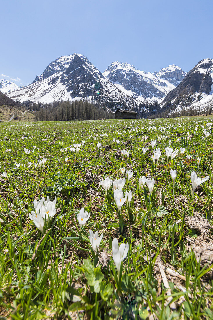 Snowy peaks and Crocus flowers during spring bloom, Davos, Sertig Valley, canton of Graubunden, Switzerland, Europe