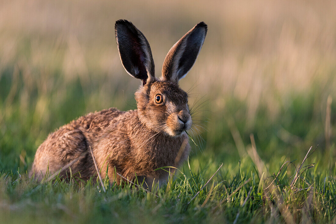 European hare Lepus europaeus leveret, Elmley Marshes National Nature Reserve, North Kent Marshes, Isle of Sheppey, Kent, England, United Kingdom, Europe