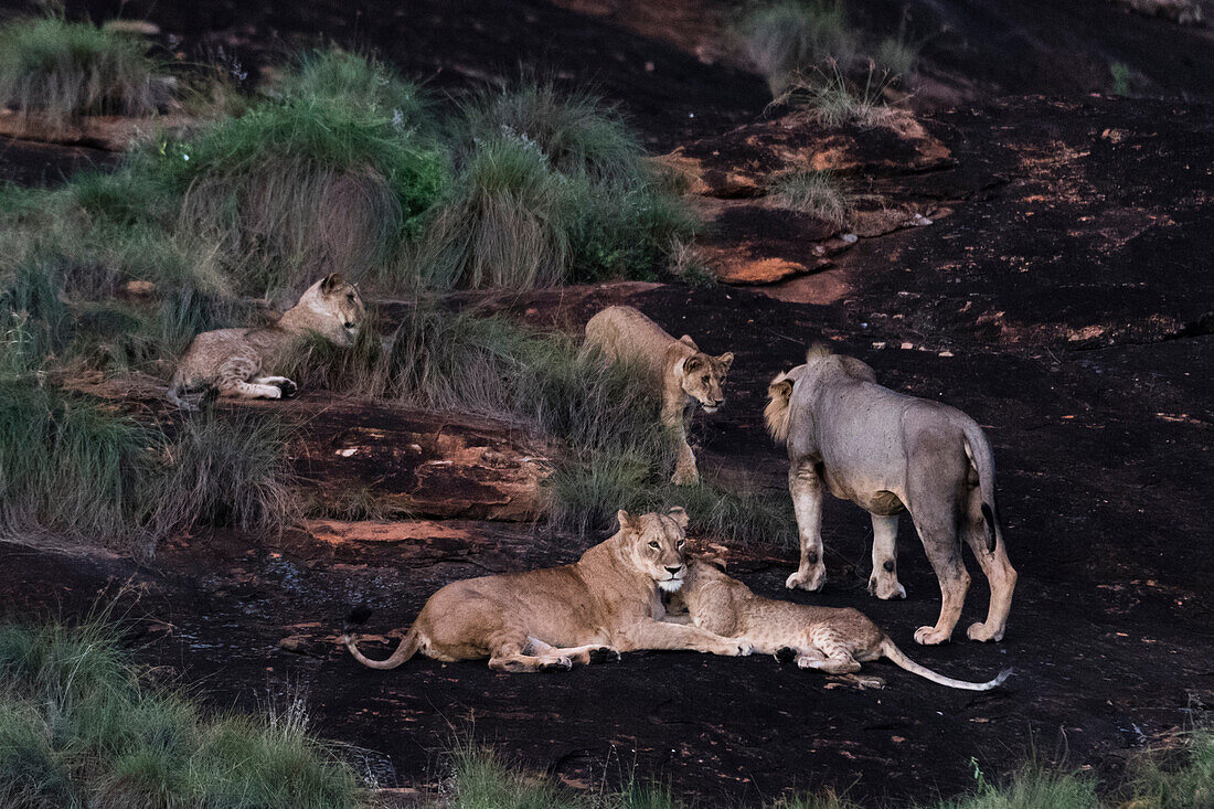 A lion pride (Panthera leo) at dusk on a kopje known as Lion Rock in Lualenyi reserve, Tsavo, Kenya, East Africa, Africa