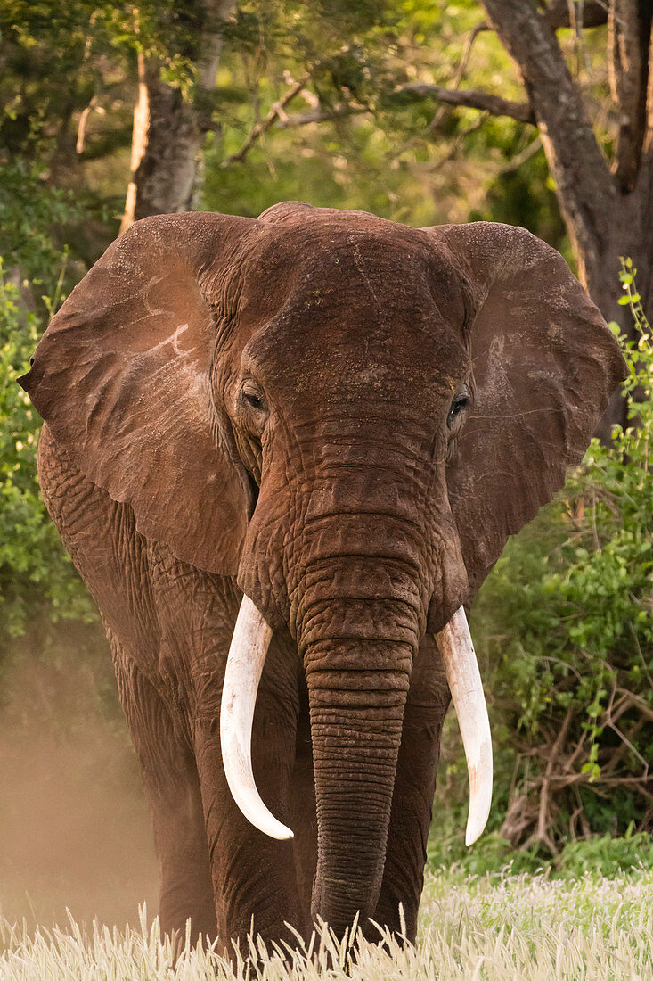 Portrait of an African elephant Loxodonta africana, looking at the camera, Tsavo, Kenya, East Africa, Africa