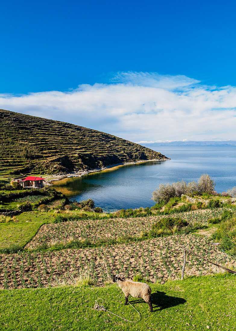 Island of the Sun, Titicaca Lake, La Paz Department, Bolivia, South America