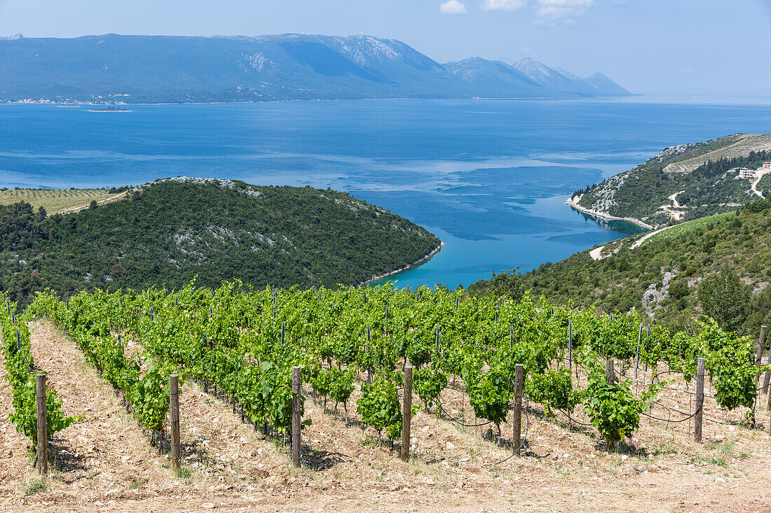 Coastal winery on the hills of the Dalmatian Coast, Croatia, Europe