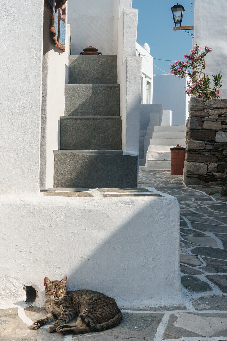 Cat basking in the sun by traditional white Greek houses, Kastro Village, Sifnos, Cyclades, Greek Islands, Greece, Europe