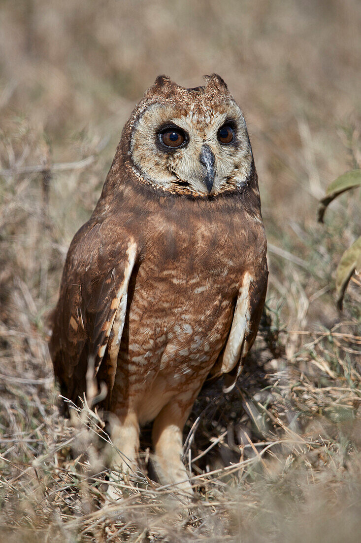 Marsh Owl (Asio capensis), Ngorongoro Conservation Area, Tanzania, East Africa, Africa