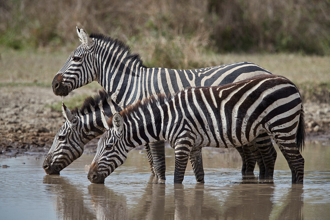 Common Zebra (Plains Zebra) (Burchell's Zebra) (Equus burchelli) drinking, Ngorongoro Conservation Area, Tanzania, East Africa, Africa