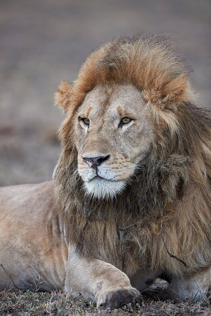 Lion (Panthera leo), Ngorongoro Conservation Area, Tanzania, East Africa, Africa