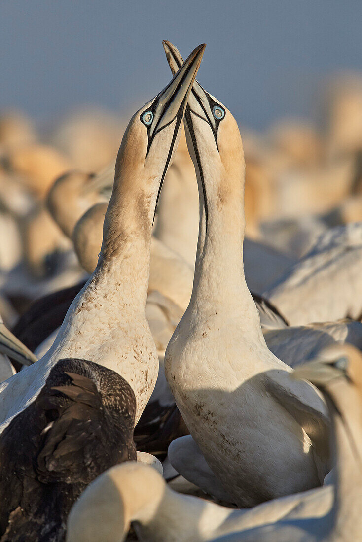 Cape Gannet (Morus capensis) pair necking as part of courtship, Bird Island, Lambert's Bay, South Africa, Africa