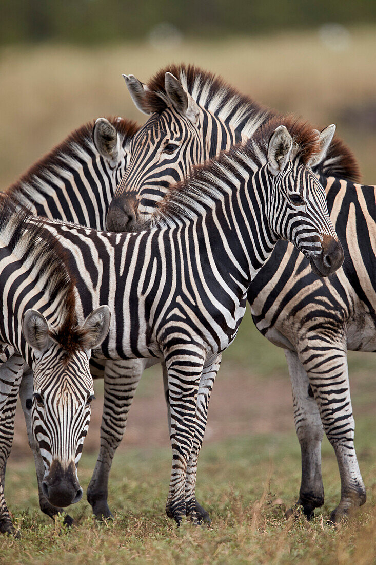 Chapman's Zebra (Plains Zebra) (Equus quagga chapmani), Kruger National Park, South Africa, Africa
