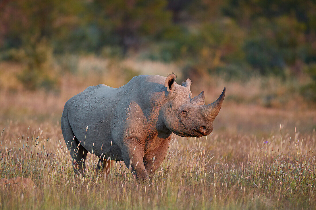 Black Rhinoceros (hook-lipped rhinoceros) (Diceros bicornis), Mountain Zebra National Park, South Africa, Africa