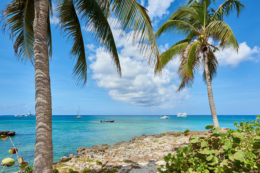 Turquoise water framed by coconut trees, in George Town, Cayman Islands, West Indies, Caribbean, Central America