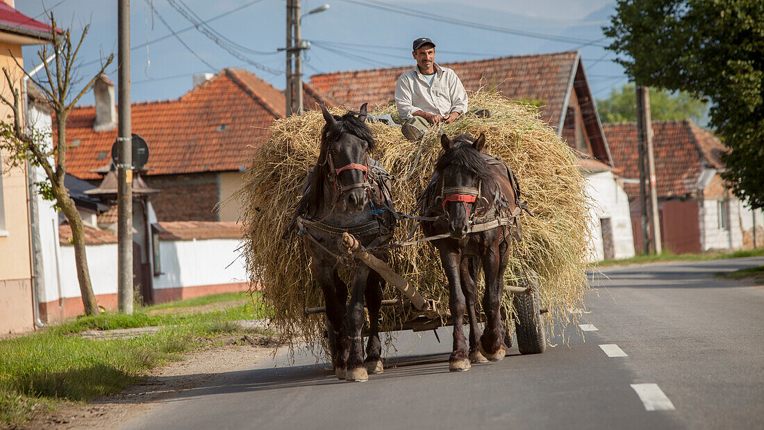 Farmer transporting hay using horse and cart, typical village life near Sighisoara, Transylvania, Romania, Europe