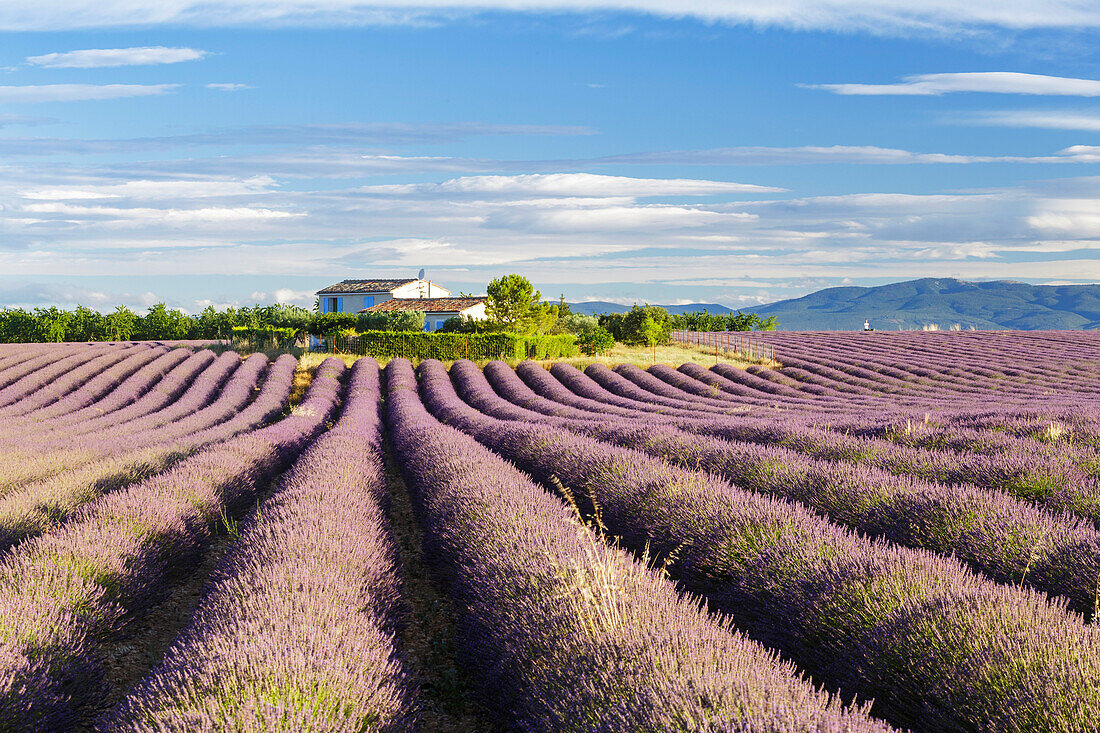 Lavender fields on the Plateau de Valensole, Alpes-de-Haute-Provence, France, Europe