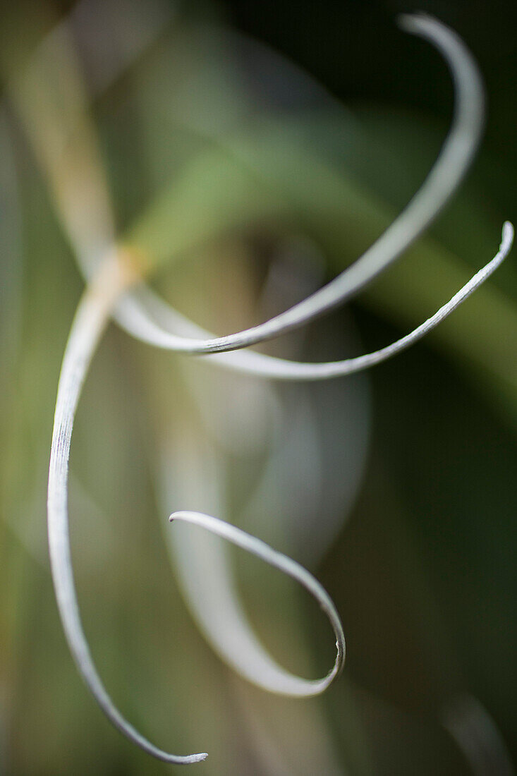 Close-up of curled leaves of a plant