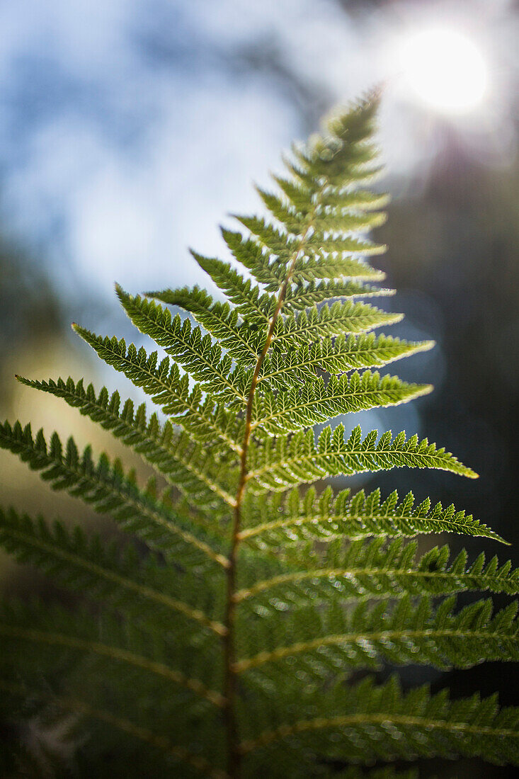 Close-up of green fern branch