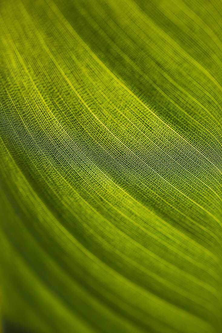 Macro shot of fresh green leaf