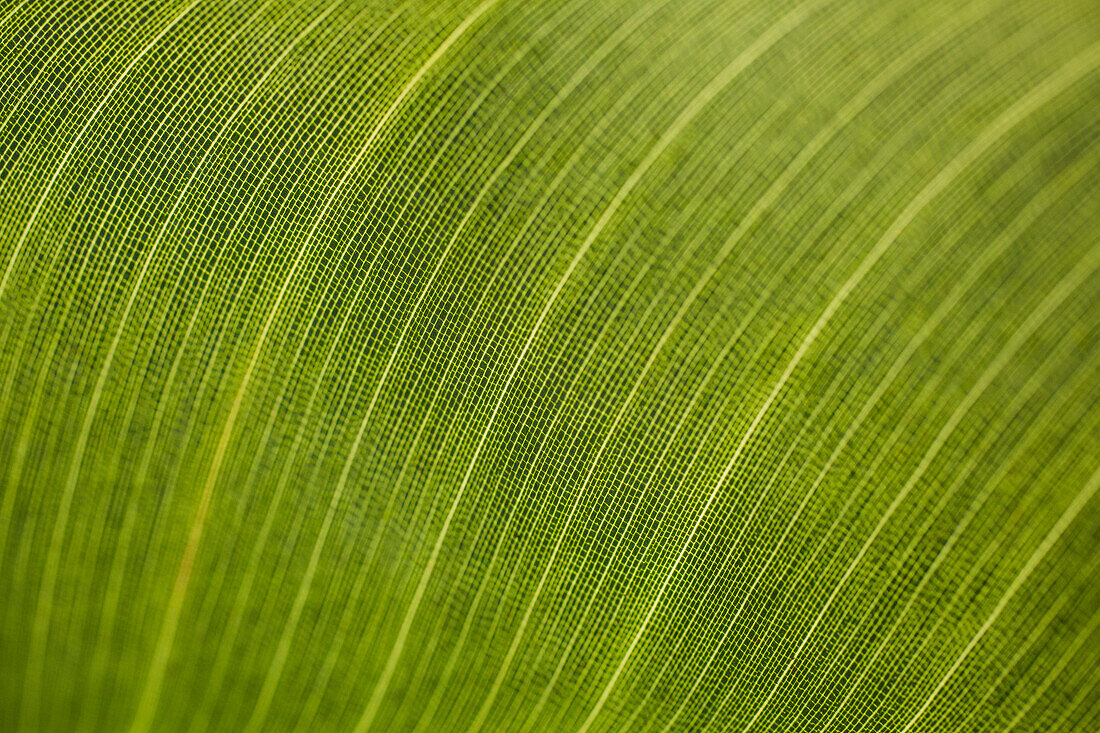 Macro shot of fresh green leaf