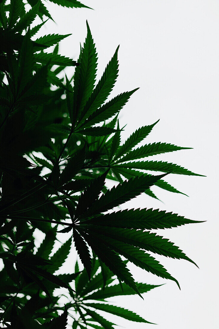 Close-up of marijuana plant against sky